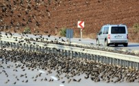 DOĞA FOTOĞRAFÇISI - Soğuk Onları Da Vurdu, Binlercesi Kara Yolunu Kapattı...(ÖZEL HABER)