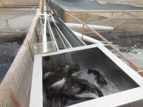 NORVEÇ - Bu Çiftlikte Büyük Balık Küçük Balığı Yemiyor