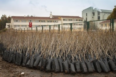 Büyükşehir Belediyesinden Çiftçilere 650 Bin Ücretsiz Fidan