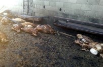 Yangında 75 Küçükbaş Hayvan Telef Oldu