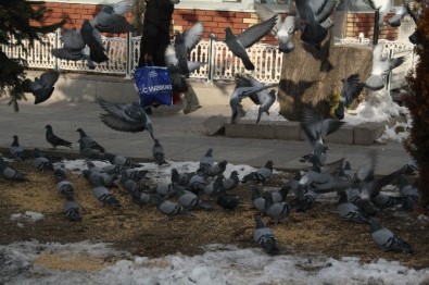 Soğuk Havada Yem Bulamayan Güvercinleri Yemliyorlar