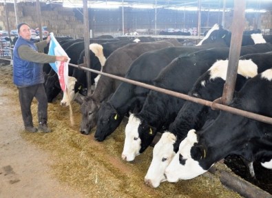 Yemin Fiyatı 53 TL'ye Çıktı, Süt Üreticisi Kara Kara Düşünmeye Başladı