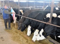 ZAM(SİLİNECEK) - Yemin Fiyatı 53 TL'ye Çıktı, Süt Üreticisi Kara Kara Düşünmeye Başladı