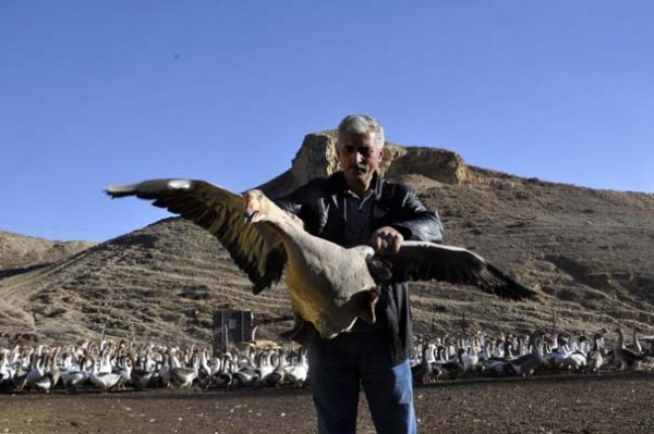 Arkadaşı 2 tane hediye etti! Şimdi hem çiftliği hem lokantası var...