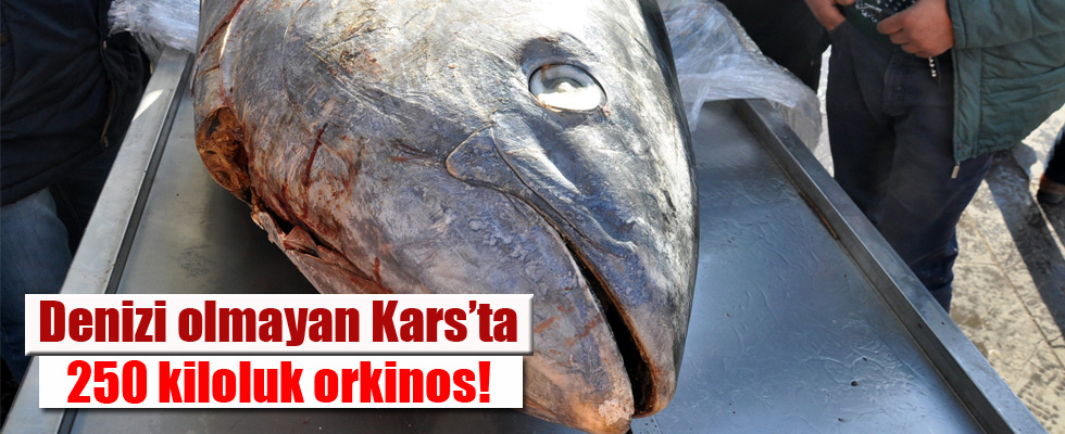 250 kiloluk orkinos ilgi çekti