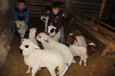 Aksaray'da Koyunlar Kuzulama Dönemine Başladı