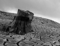 NEVADA - California'da kuraklık sebebiyle milyonlarca ağaç yok oldu