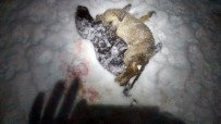 YAVRU KEDİ - Soğuk Hava Sokak Hayvanlarının Ölümüne Neden Oldu