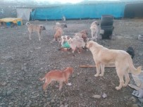 BOLAT - Sokak Köpeklerini Toplayarak Kendi Yaptığı Barınakta Besliyor