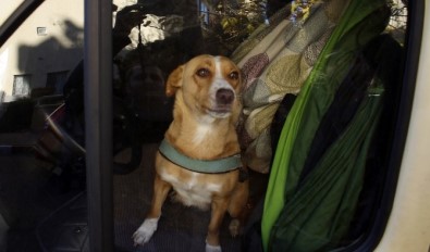 3 Gündür Minibüste Kalan Köpek Polis Ve İtfaiyeyi Alarma Geçirdi