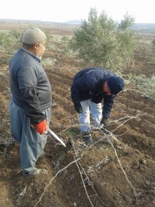 Bağ Budamı Başladı