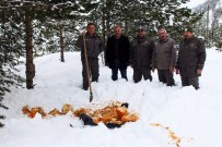 ZIGANA DAĞı - Gümüşhane'de Yaban Ve Sokak Hayvanlarının Yemleme Çalışmaları Devam Ediyor