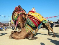 Aydın Devecilikle Açık Ara Lider