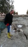 FLAMİNGO - Pelikan 'Turan' İle Sahibinin Dostluğu Kıskandırıyor