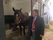 YARIŞ ATI - Başkan Özgüven Ereğli'ye Atlı Spor Kulübü Kazandırmak İstiyor