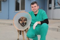 SOKAK KÖPEĞİ - Denizli'de Sokak Köpeğine Doku Nakli Yapıldı