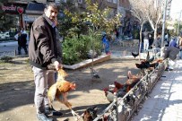 Siirt'te Kanatlı Kümes Hayvanlarına Rağbet Artıyor