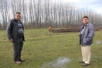 KOCABAŞ - Bartın'da Büyükbaş Hayvan Hırsızlığı