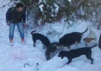 Domuza İşkence Yapan Avcılara, 3 Bin 682 TL Ceza Uygulandı