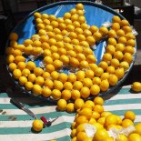 EMRAH YıLMAZ - Limonlarla Ay-Yıldız Yaptı