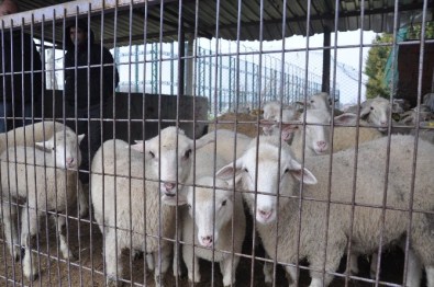 Şap Karantinası Sona Erdi, İnegöl Hayvan Pazarı Yeniden Açıldı