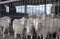 KAMIL SÖNMEZ - Şap Karantinası Sona Erdi, İnegöl Hayvan Pazarı Yeniden Açıldı