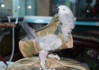 FATİH KARACA - Strese Giren Papağana Elbiseli Tedavi