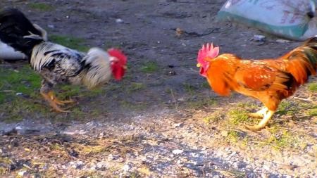 Bu horoz mahalleliyi bezdirdi!