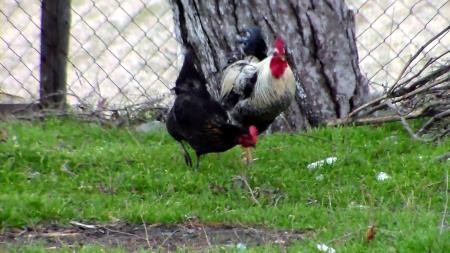 Bu horoz mahalleliyi bezdirdi!