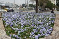 LALE SOĞANI - Antalya Caddelerine 4 Milyon Çiçek