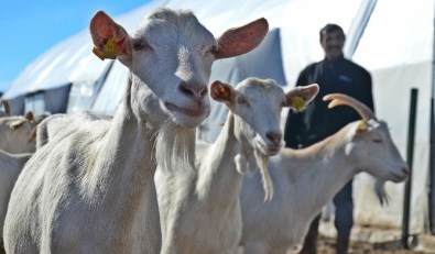 Anne Sütüne En Yakın Gıda Tehlikede