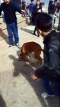 BOXER - Boxer cinsi köpek süs köpeğini parçaladı!
