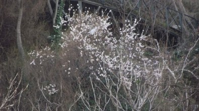 Bursa'da Yalancı Bahar