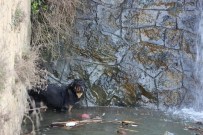 Derede Mahsur Kalan Köpek Kurtarıldı