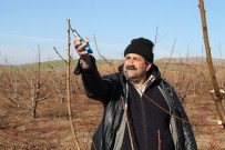 Sertifikalı Budamacılar İş Başında