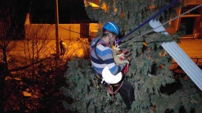 3 Gün Ağaçta Mahsur Kalan Kedi Operasyonla İndirildi