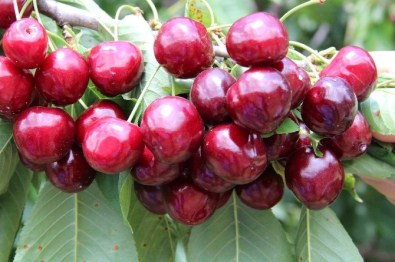 Çetinkaya Açıklaması '2015'İn Kaybedeni Kiraz, Kazananı Buğday Oldu'