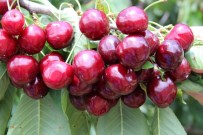 Çetinkaya Açıklaması '2015'İn Kaybedeni Kiraz, Kazananı Buğday Oldu'