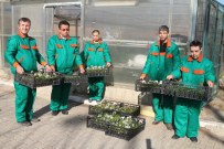 Engelli Öğrencilerin Yetiştirdiği Bitkiler Denizli'yi Süslüyor