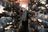 İstiridye Mantarının Kilosu 40 TL