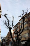 Yalova'da Ağaçlar Yalancı Bahara Kandı