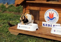 KEDİLER GÜNÜ - 17 Şubat Dünya Kediler Günü Kağıthane'de Kutlandı