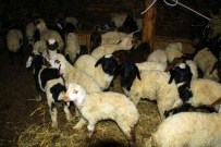 İLKBAHAR - Hakkari'de Kuzulama Mevsimi Başladı