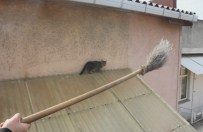 Mahsur Kalan Kedi 5. Kattan Aşağı Düştü