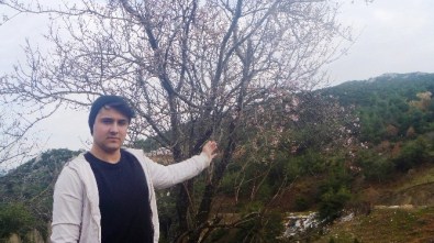 Yalancı Bahara Aldanan Badem Ağaçları Çiçek Açtı