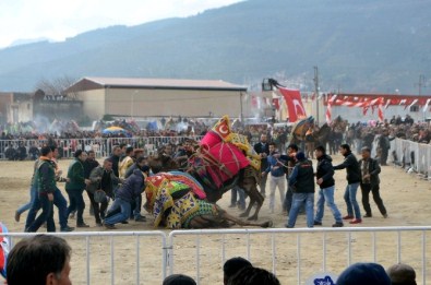 Yılın En İddialı Deve Güreşi Söke'de Gerçekleşecek