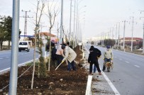 KONYA YOLU - Karaman'da Refüjlerde Peyzaj Düzenlemesi Bu Yılda Devam Edecek