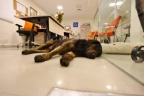 SOKAK KÖPEĞİ - Sevimli Dostlar Bu AVM'yi Çok Seviyor