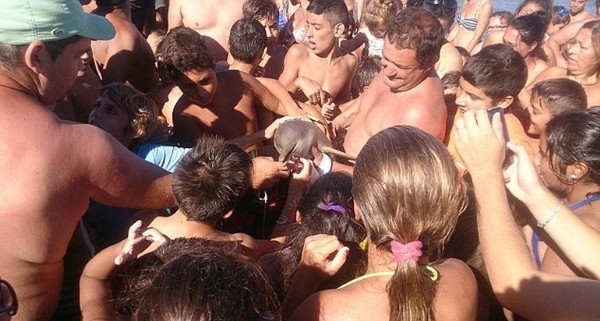 Fotoğraf çekme uğruna yavru yunusu 'öldürdüler'