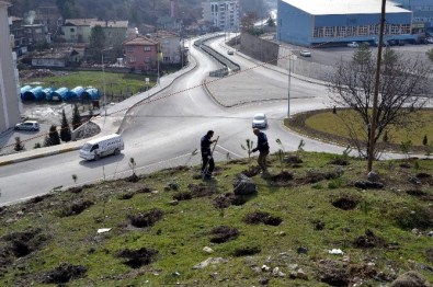 Karabük Belediyesinden Fidan Dikimi